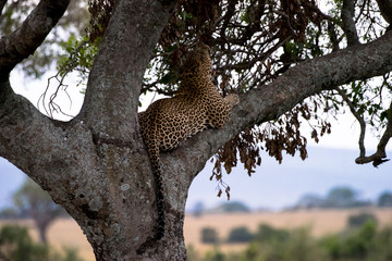leopard