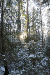 The trees covered with snow in winter forest