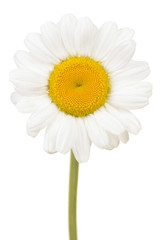 Great white daisy flower head with stem isolated on a white background