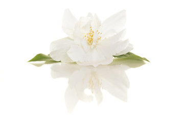 Naklejka na ściany i meble Blooming single Jasmine flower on a white background with its reflection