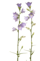 Purple blooming harebells on a white background