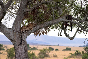 leopard