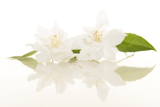 Two blooming Jasmine flowers on a white background with its reflection