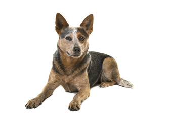 Australian cattle dog lying down looking at the camera isolated on a white background