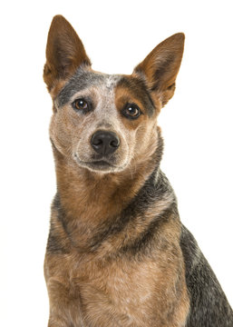 Portrait of a cute australian cattle dog smiling at the camera on a white background