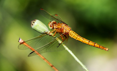 Croatian nature and insects
