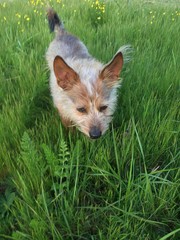 Hound in the grass.