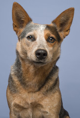 Portrait of an australian cattle dog on a blue background in a vertical image