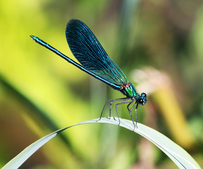 Croatian nature and insects