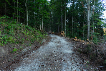 Cycling in Nature Forest on a rainy day. Road in Forest nature. Green forest road. Nature. Road. Natural environment.