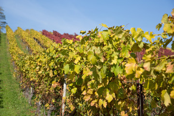 Fototapeta na wymiar Vineyard with Rows of Yellow, Green and Red Vine Plants with Blue Sky.