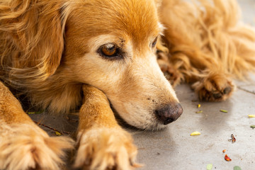 sad dog at floor