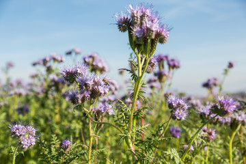 Bee pollinating Purple Flowers on a Sunny Day