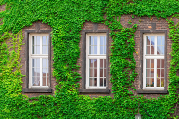 three windows of a brick building surrounded by a green vine