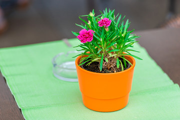 pot with flower clove on table in cafe