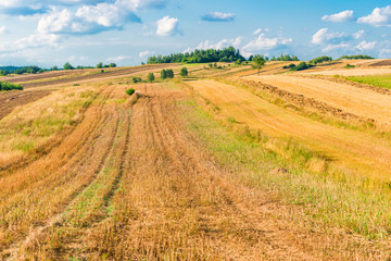 Fototapeta na wymiar yellow empty field at the end of summer after harvest, landscape