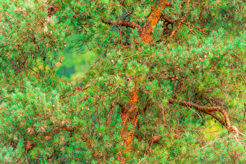 Obraz na płótnie Canvas evergreen pine branches with cones close-up
