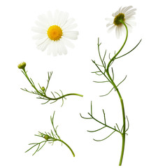 Set of daisy flowers and buds