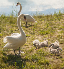 Family of white mute swans on shore