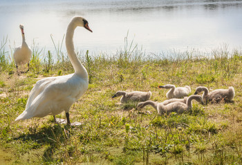 Family of white mute swans on shore