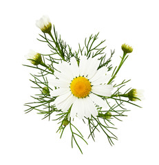 Daisy flowers and buds in a floral arrangement