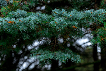 Obraz premium Beautiful branches of blue spruce needles close-up