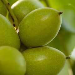 several ripening green walnuts on a branch