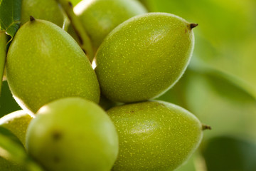 several ripening green walnuts on a branch