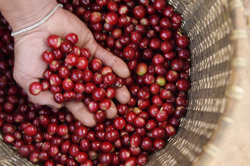  Close up of red berries coffee beans on agriculturist hand