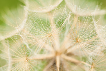 beautiful unusual flower seeds in the inflorescence with delicate openwork umbrellas