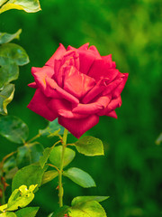 Red rose in the garden on a green blurry background_
