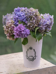 Hydrangea in a vase