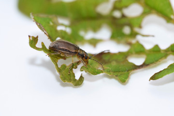 Pyrrhalta viburni - viburnum leaf beetle