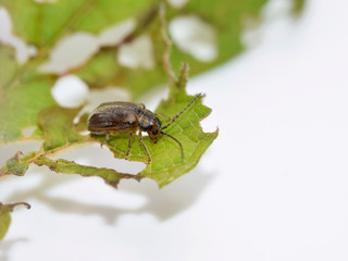 Pyrrhalta viburni - pest on Viburnum opulus leaves