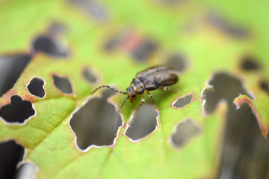 Pyrrhalta viburni - viburnum leaf beetle