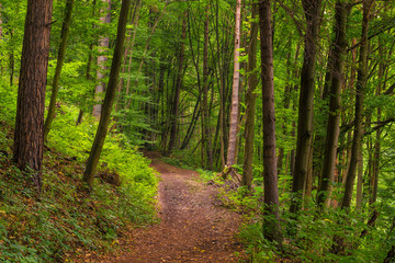 Fototapeta premium a footpath in a deciduous forest on a summer day