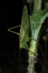 Lubber Grasshopper on grasses