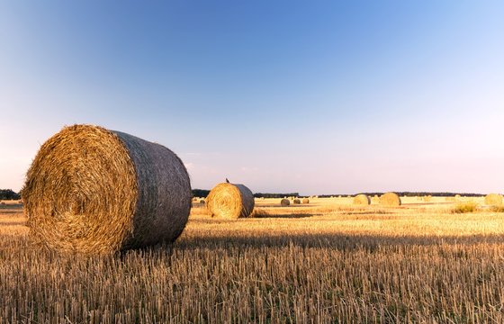 straw bales in a field with blue sky, summer morning