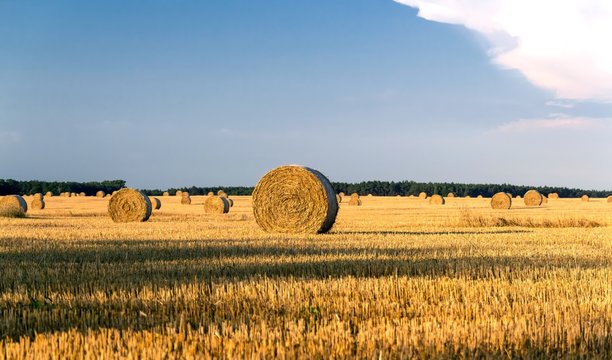 Round yellow straw bales in a cut field in summer day