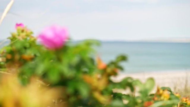 Beautiful summer beach with flower in Denmark near Klitmoller. Focus pull from the sea to the flower. Filmed in summer during mid day.