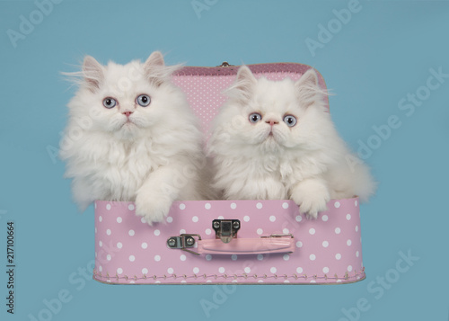 Two White Persian Longhair Kittens With Blue Eyes In A Pink