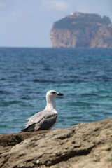 La mouette
