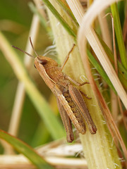 Brown Grasshopper 