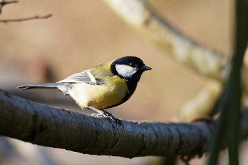 Obraz na płótnie Canvas Sitting Great Tit