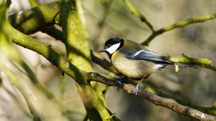 Perched Great Tit