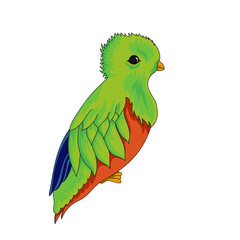 Pharomachrus mocinno icon. 