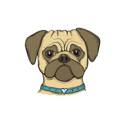 Head Dog pug with the collar, hand-painted portrait.