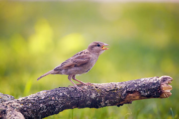 Haussperling-Weibchen in der Sommerhitze