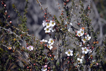 Pink and white flowers and buds of the Peach blossom Tea Tree Leptospermum squarrosum, family Myrtaceae, growing in heath on the coast track, Royal National Park, Sydney, New South Wales, Australia