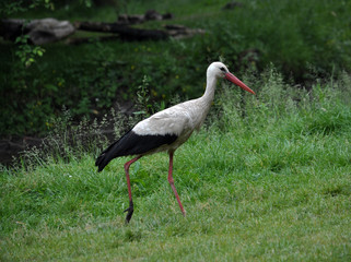 Stork walking on the grass
